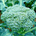Organic Heirloom Broccoli Seeds - 301+ Green Sprouting Variety for Cool Season Vegetable Garden - Brassica oleracea