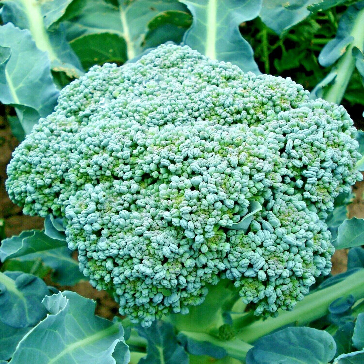 Organic Heirloom Broccoli Seeds - 301+ Green Sprouting Variety for Cool Season Vegetable Garden - Brassica oleracea