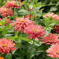 Senorita Zinnia Seeds - 100+ Pack - Colorful Garden Flowers - Zinnia elegans - USA Grown, Free Shipping