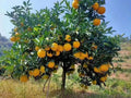 Sweet Orange Tree Seeds - 23 Count - Citrus sinensis - Non-GMO, Heirloom, Fruit-bearing Seeds for Home Gardening