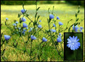 Wild Chicory Live Bare Root Plant, Prairie Flowers for Butterflies, Cichorium intybus