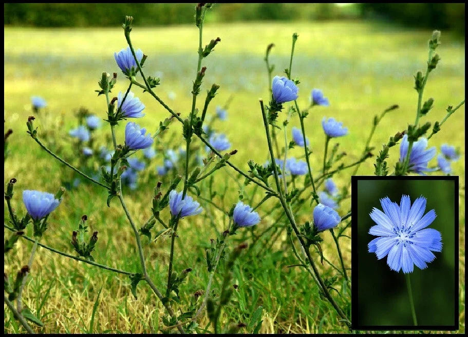 Wild Chicory Live Bare Root Plant, Prairie Flowers for Butterflies, Cichorium intybus