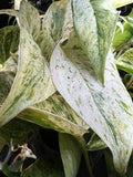 Marble Queen Pothos Live Plant - Variegated Organic Air Purifying Houseplant - Epipremnum aureum