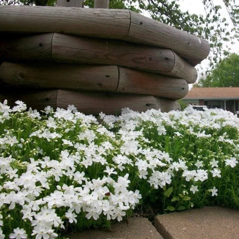 Snowflake Creeping Phlox 100 Seeds - Hardy Ground Cover - Phlox subulata - USA Grown, Free Shipping