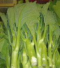 Heirloom KAILAAN Seeds - Chinese Broccoli Kale Gai Lan - 125 Count - Brassica oleracea var. alboglabra