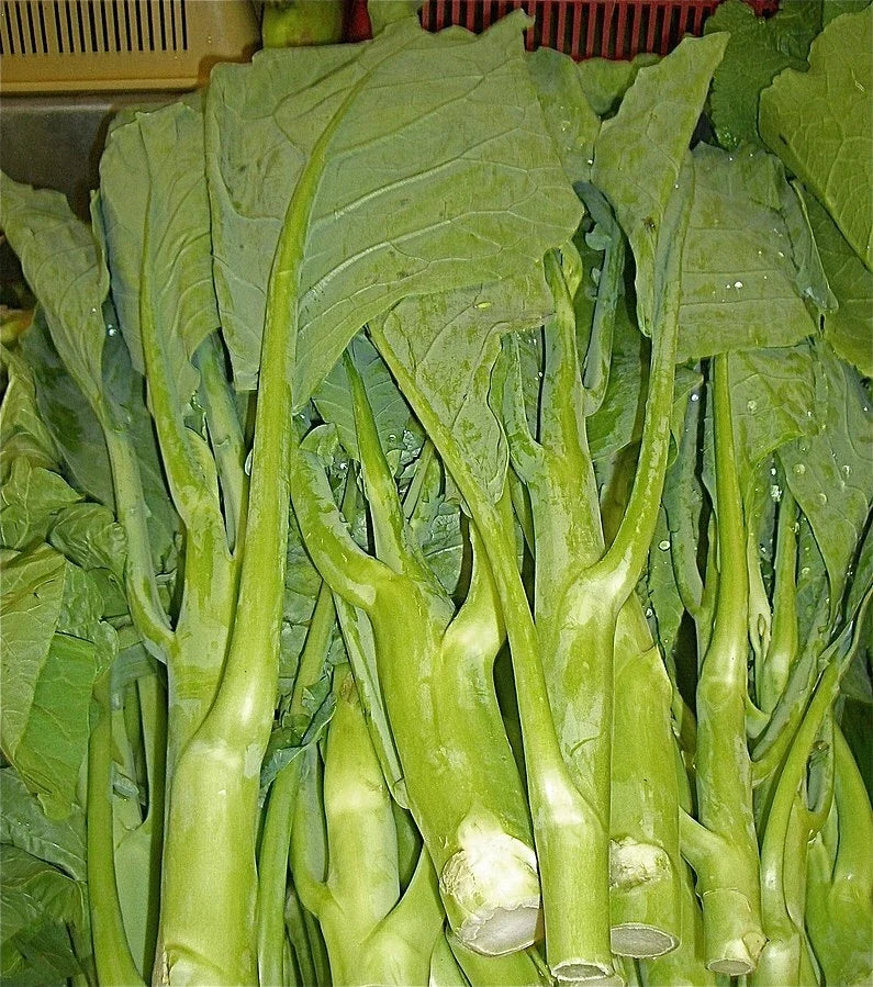 Heirloom KAILAAN Seeds - Chinese Broccoli Kale Gai Lan - 125 Count - Brassica oleracea var. alboglabra