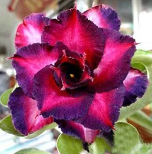 Desert Rose Seeds - 4 DBL Dark Purple Pink Adenium Flower Perennial Seed - Adenium obesum