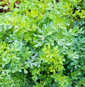 Common Rue Seeds | Medicinal Herb | Garden Rue (Ruta graveolens) | 100 Seeds | Free Shipping