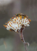 Prairie Pussytoes Seeds - 100 Seeds - Antennaria neglecta - Native Wildflower for Pollinator Gardens