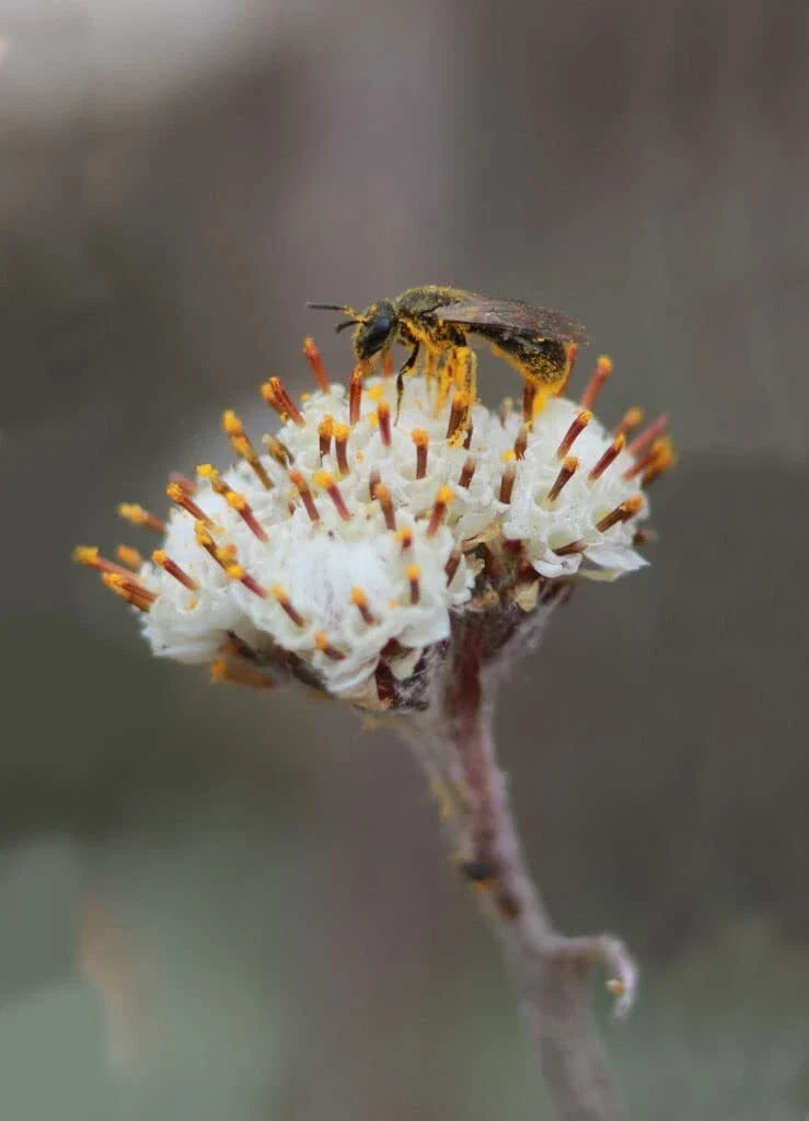 Prairie Pussytoes Seeds - 100 Seeds - Antennaria neglecta - Native Wildflower for Pollinator Gardens