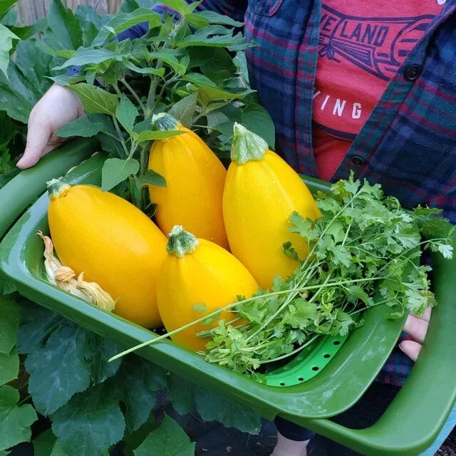 Golden Egg Zucchini Squash Seeds - 25+ Pack - Heirloom Variety - Cucurbita pepo - USA