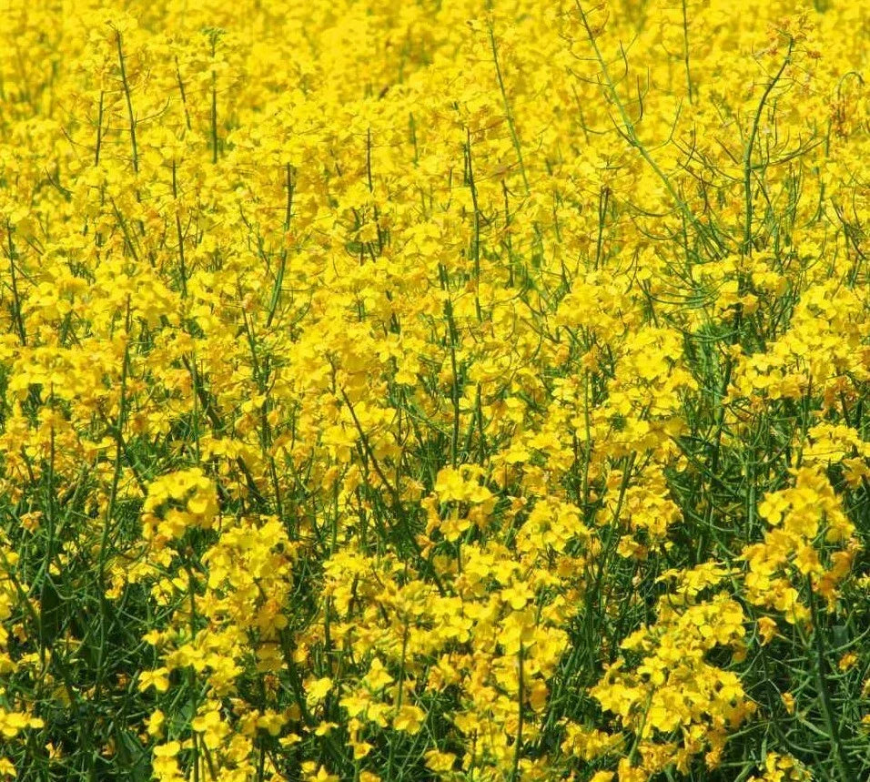 Yellow Mustard Seeds 500+ Microgreens - Brassica alba - Grow Your Own Mustard - Non-GMO Seed
