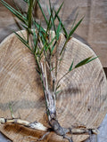 Giant River Cane Live Plant Start - 2 Bamboo Plants, Arundinaria gigantea, NC Native, Hardy Ornamental Grass