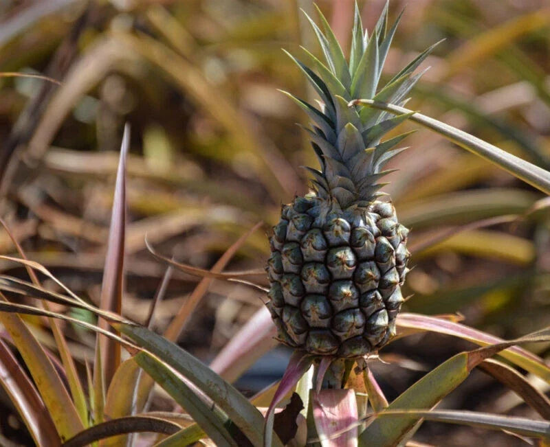 Rondon Pineapple Seeds - 15+ Pack for Garden Planting - Ananas comosus - USA Grown - Ideal for Home Gardening