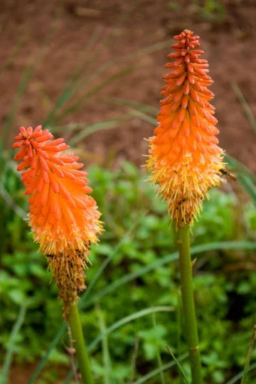 Red Hot Poker Plant Bareroots - Kniphofia uvaria - 6 Pack, Vibrant Red Flowers for Garden Landscaping
