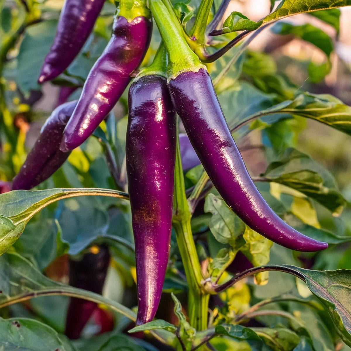 Purple Cayenne Pepper Seeds - 200+ Heirloom, Organic, Non-GMO, Hot Variety - Capsicum annuum