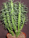 Euphorbia Loricata Cuttings - 2" Long Rare Succulent Plant - Drought Tolerant, Unique Texture