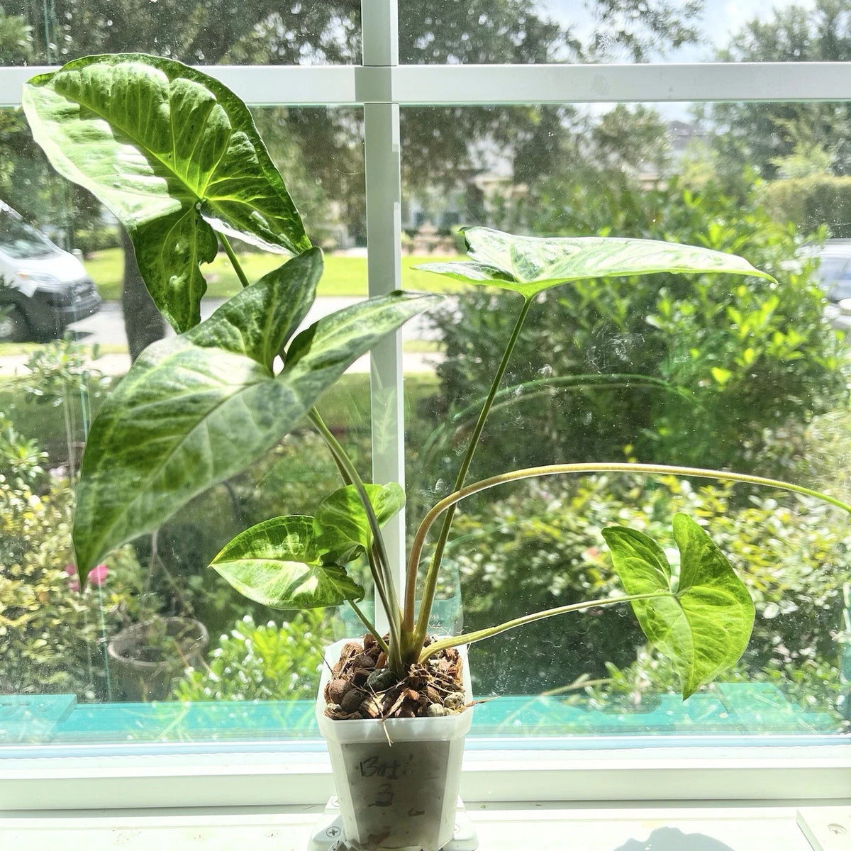 Syngonium Batik #3 Potted Plant - Rooted, Not Established - Syngonium podophyllum