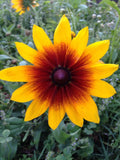 Gloriosa Daisy Seeds - 50+ Heirloom Seeds - Rare Black-Eyed Susan - Rudbeckia hirta