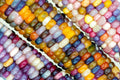 Glass Gem Indian Corn Seeds - 100 Pack for Planting - Zea mays 'Glass Gem'