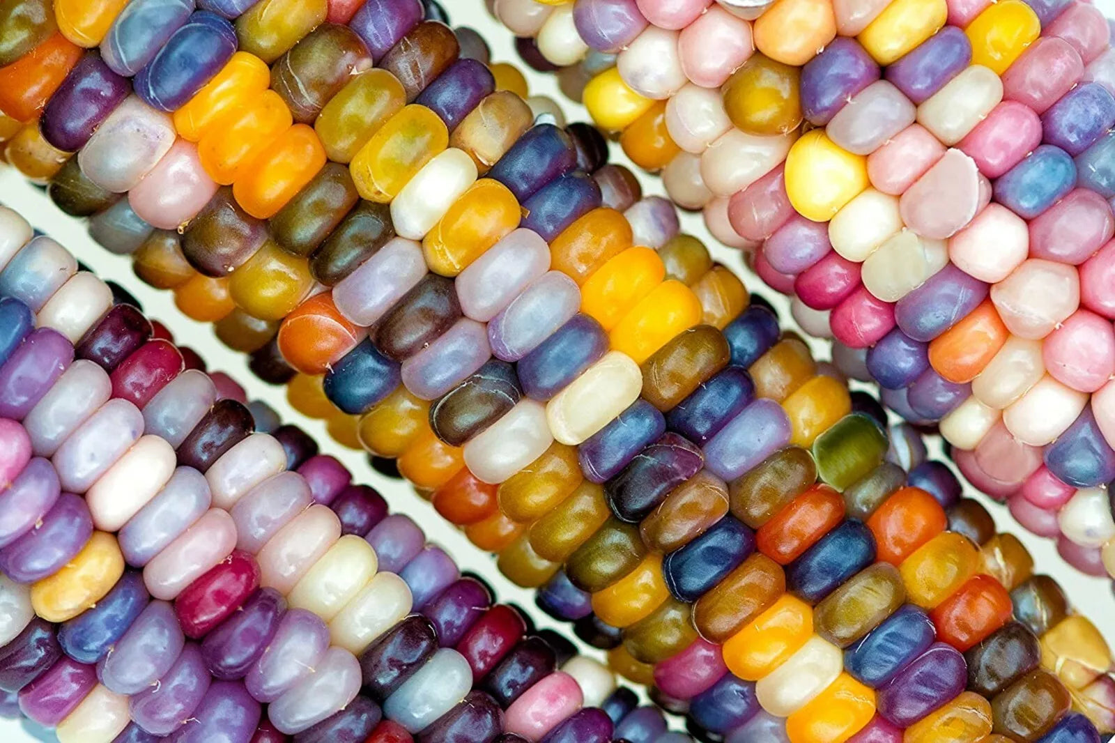 Glass Gem Indian Corn Seeds - 100 Pack for Planting - Zea mays 'Glass Gem'