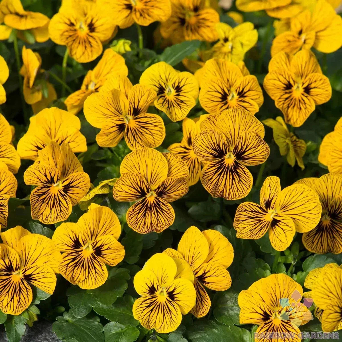 Sorbet Tiger Eye Pansy Seeds - 200+ Pack - Viola tricolor - Colorful Garden Flowers - USA - Free Shipping
