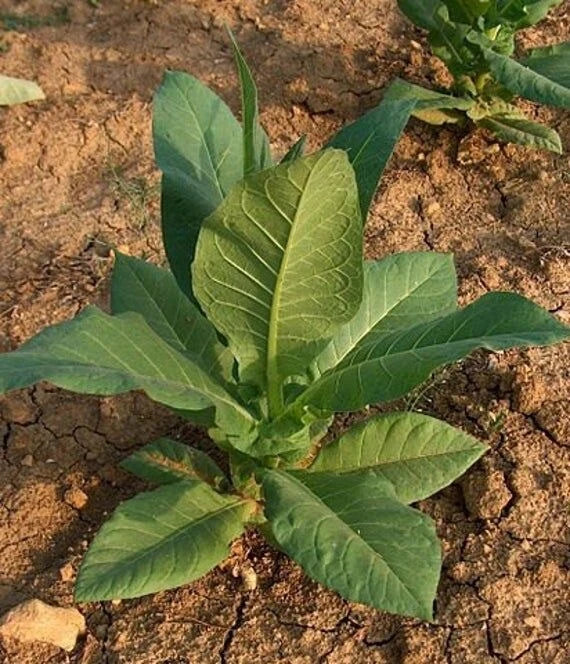 Virginia Gold Tobacco Seeds - 500 Organic Non-GMO Heirloom Seeds - Pesticide-Free, Easy to Grow, Nicotiana tabacum