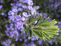 Live Rosemary Cuttings - 8 High-Quality Fast-Growing Plants - Rosmarinus officinalis