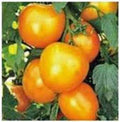 Heirloom Tomato Seeds Garden Collection 4 Varieties - Non-GMO, Organic, Open-Pollinated