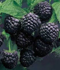Cumberland Black Raspberry Plants 1-2 Year Old Rubus occidentalis, Disease-Resistant, Hardy, Dark Purple-Black Berries, 5 Pack
