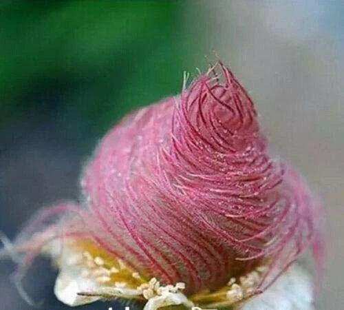 Prairie Smoke Seeds - 50 Count - Rare Geum triflorum - Ships from Iowa