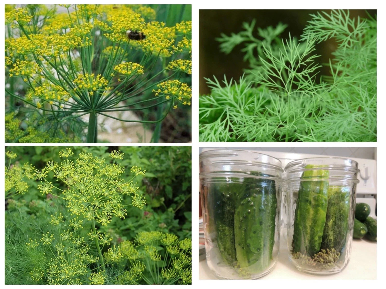 Polish Dill Seeds 300 Non-GMO Organic Heirloom Anethum graveolens - Healthy Culinary Herb for Gardening