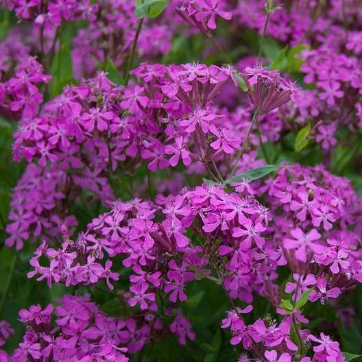 Catchfly Seeds - 2000 Non-GMO Seeds - Pretty Purple Flower for Rock Gardens - Silene dioica