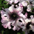 50 Ruffle Pink White Petunia Seeds for Hanging Baskets - Annual Flower Seeds (Petunia x hybrida)