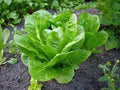 Butterhead Buttercrunch Lettuce Seeds, Heirloom, Non-GMO, 1000 Seeds, Ideal for Home Gardening, Organic Vegetable Seed