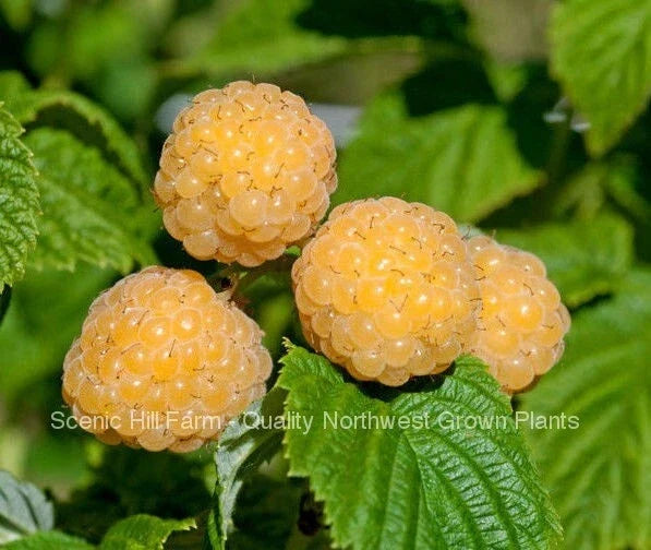Ever Bearing Raspberry Plant - Fall Gold Variety - Potted Plant for Sweet Berries - Rubus idaeus 'Fall Gold'