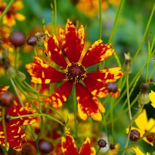 Coreopsis Seeds - Dwarf Radiant Tigrina - Deer/Rabbit Resistant, Non-GMO, 200 Seeds - Coreopsis RADIANA TIGRINA