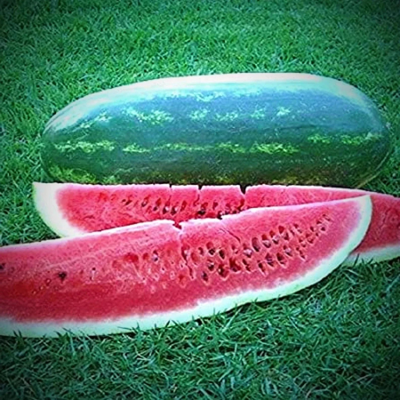 Congo Watermelon Seeds - 12 Non-GMO Heirloom Seeds - Fresh Watermelon (Citrullus lanatus)
