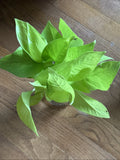Rooted Green Pothos Cuttings - Epipremnum aureum - Easy Care Houseplant for Indoor Decor