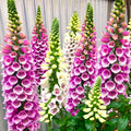 Foxglove Seeds - Mixed Colors in Purple, Pink, White, Yellow - Digitalis purpurea - 2025 Planting