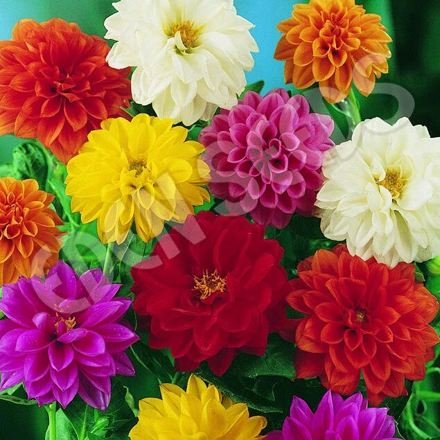Bedding Dahlia Seeds | Non-GMO | Unwins Variety | Flower Seeds for Garden | Dahlia spp.