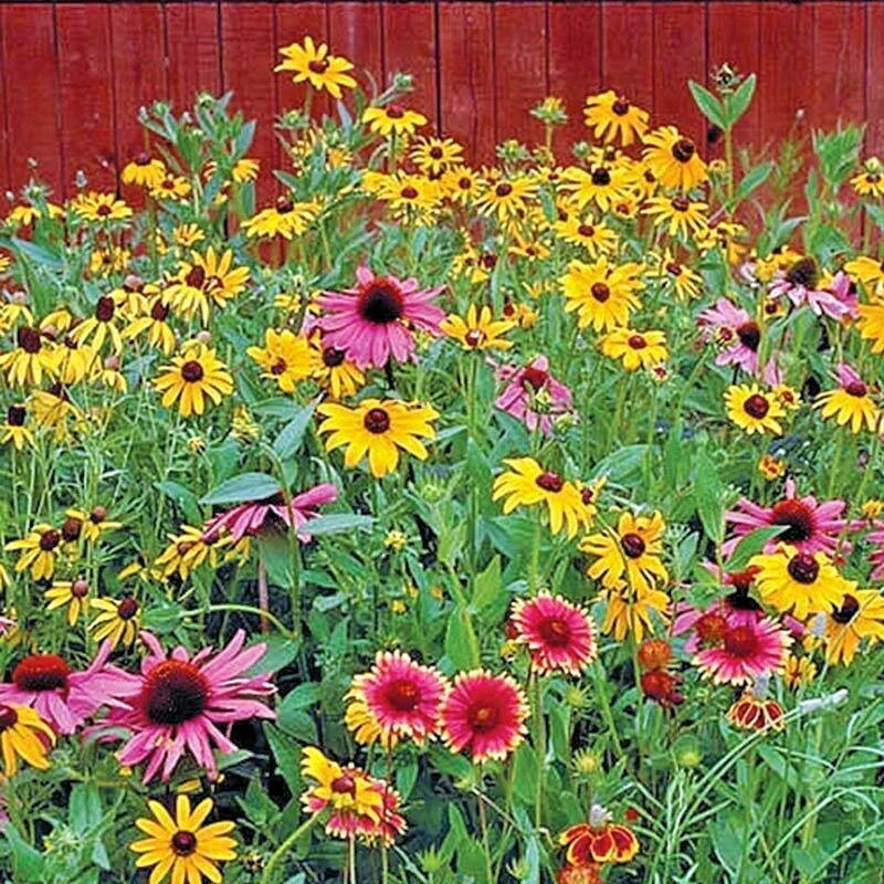 Pollinator Mix Seeds 2001+ | 17 Native Wildflowers | Annual & Perennial Garden | Easy to Grow
