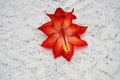 Christmas Cactus Starter Plant - Well Rooted Schlumbergera Truncata - Ara Brazil Variety