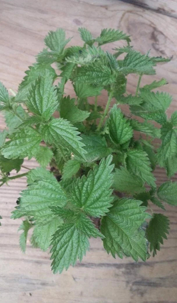 Nettle Plant Bare Roots, Organically Grown Urtica dioica, Ready for Transplantation, Growing Instructions Included