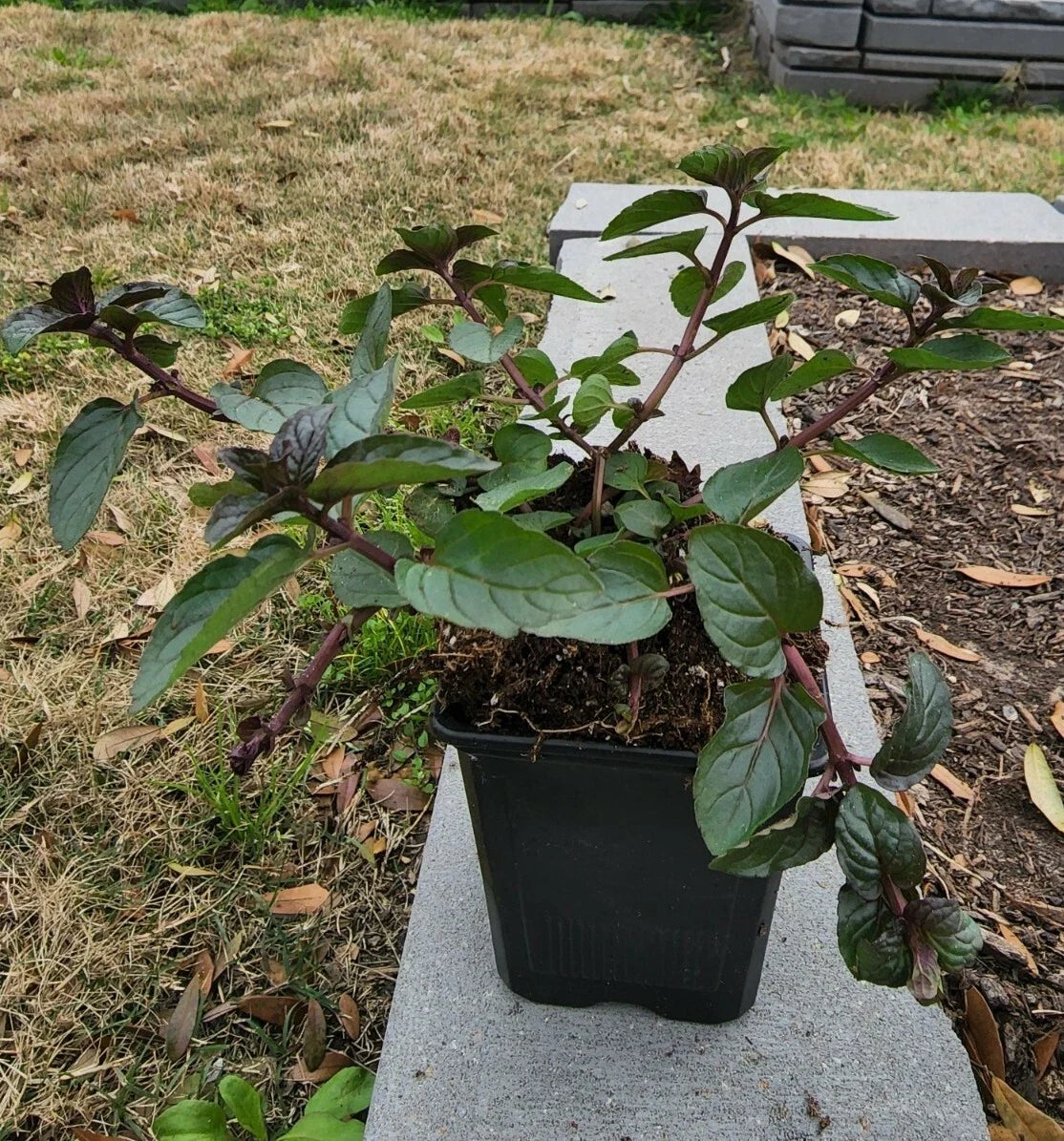 Spearmint Plant in Soil 5" - 8" | Mentha spicata | Fresh Culinary Herb for Garden and Kitchen