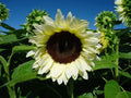 Sunflower Seeds - Pro Cut White Nite - Fresh Seed - Helianthus annuus