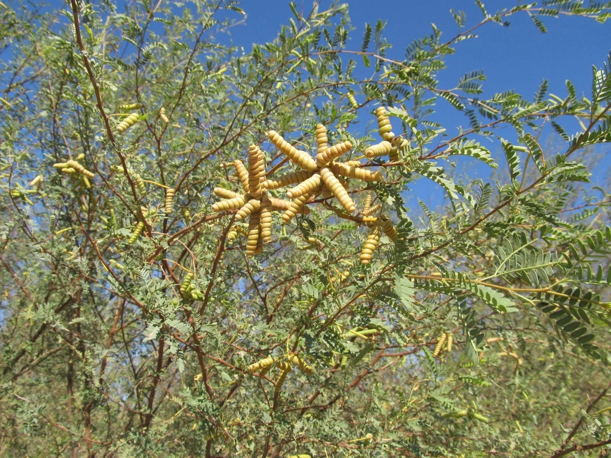 Screw Bean Mesquite Tree Seeds - 10 Seed Pods - Prosopis Pubescens - Drought-Tolerant, Native Plant for Landscaping