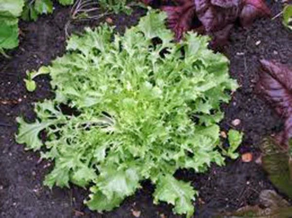 Lettuce Seed - Endive Broadleaf Batavian - Heirloom Non-GMO - 50 Seeds