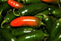 Jalapeno Hot Pepper Seeds - 50+ Non-GMO Seeds - Capsicum annuum - Ideal for Home Gardens