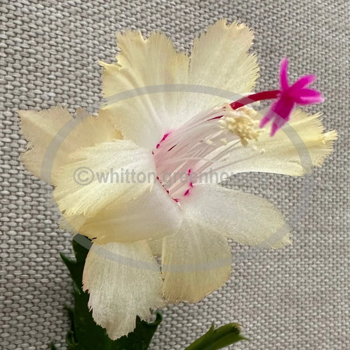 Thanksgiving/Christmas Cactus Cuttings - Schlumbergera "CHELSEA" - No Roots - Succulent Plant Propagation